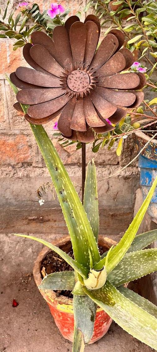 IRON COCK (SET OF 3)